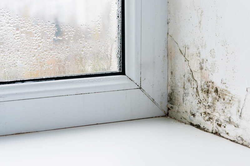 Window-Mold-Mildew-AdobeStock_400626426